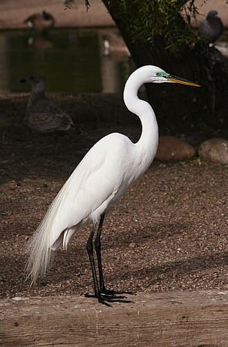 Great Egret (<i>Ardea alba</i>) taken at Lake Merritt in Oakland, CA USA.