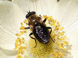 Greenish Wood Fly (Blera robusta). Species of insect.