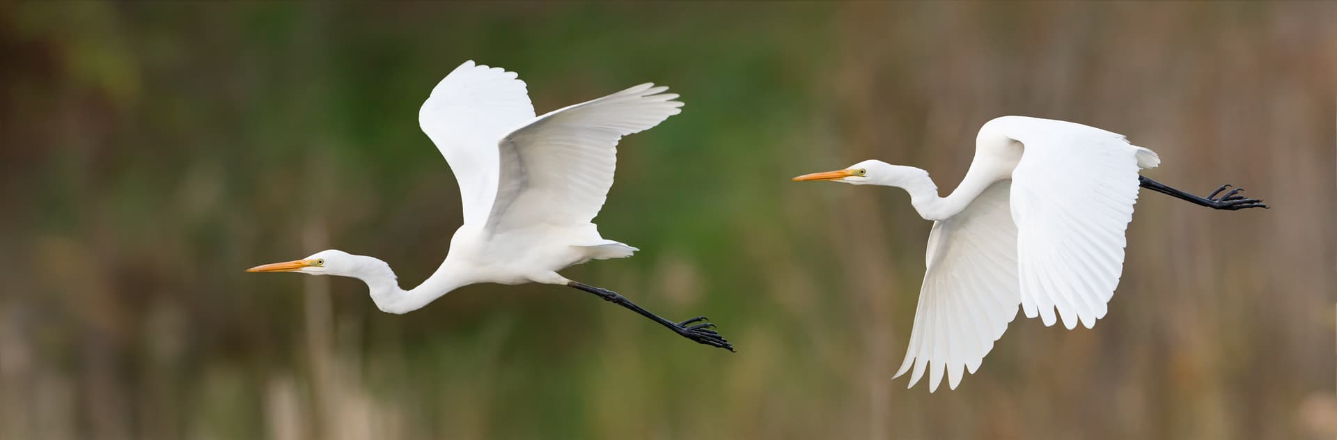 Two sequential frames of a single Eastern Great Egret ( Ardea alba modesta ), Gould's Lagoon, Tasmania, Australia